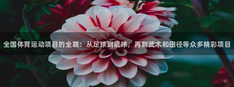 全国体育运动项目的全貌：从足球到篮球，再到武术和田径等众多精彩项目